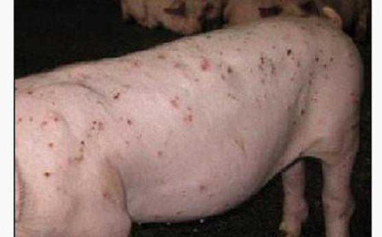 猪皮炎肾病综合征诊断