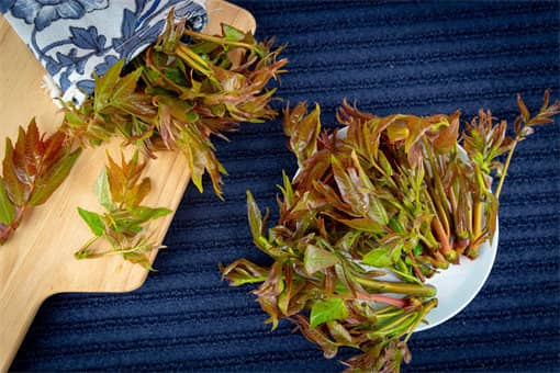 2022年大棚香椿种植效益分析：什么时候种植最佳？