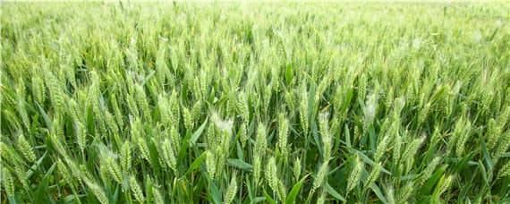 隆麦28小麦品种介绍