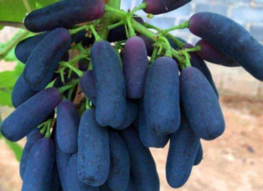 千万不要种蓝宝石葡萄的原因，蓝宝石葡萄的优缺点是什么