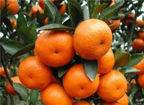 11月柑橘果树如何种植管理，管理要点有哪些
