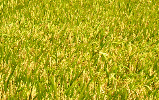 南方地区水稻直播栽培技术，水稻应该好养吗，怎么养殖