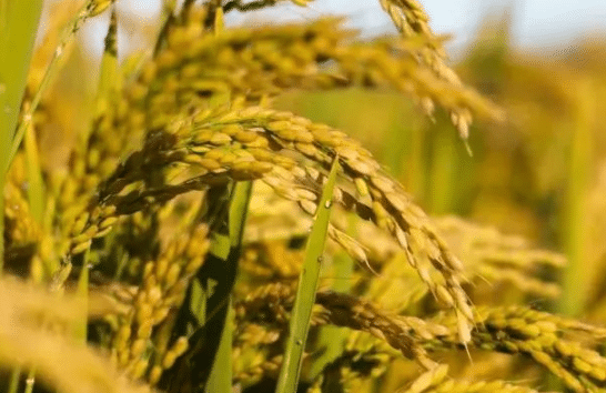 湖北省早稻生产技术，水稻怎么高产养殖