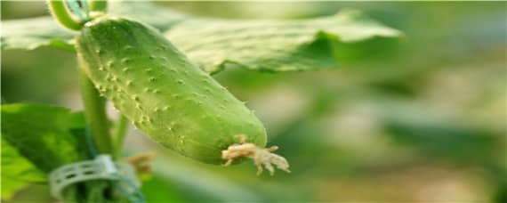 黄瓜主要病虫害有哪些?