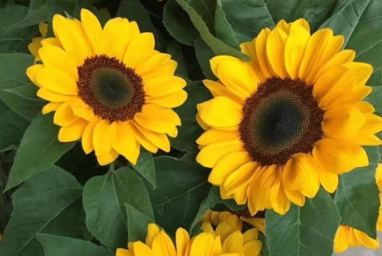 太阳花插花瓶里好养吗，怎么养，水养太阳花的注意事项有哪些