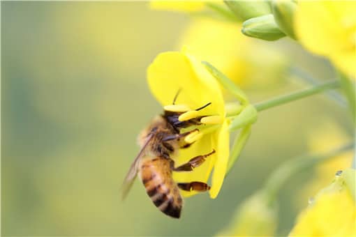 蜜蜂养殖什么品种好？附新手养殖蜜蜂技巧！