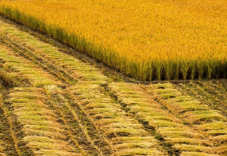 水稻两防一喷技术要点，水稻种植方法总结