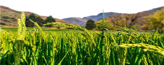 水稻的生长周期