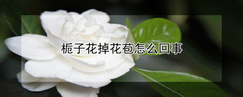 栀子花掉花苞怎么回事