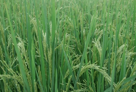 水稻新基质旱育秧技术，水稻应该好养吗，怎么养殖