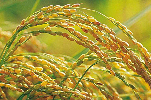 水稻栽培怎么苗床炼苗，大棚水稻苗床通风炼苗方法是什么