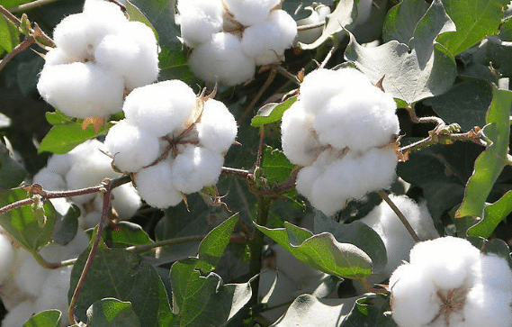 2021年棉花前期生产技术指导意见，棉花应该好养吗，怎么养殖