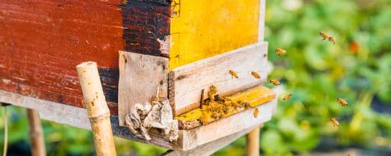 蜜蜂箱有蚂蚁怎么防治