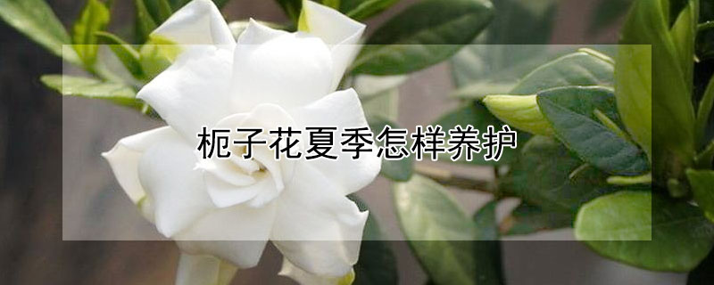 枙子花夏季怎样养护