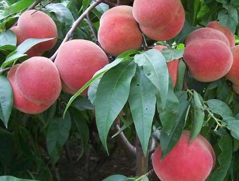 桃树高产的方法是什么，如何进行科学修剪