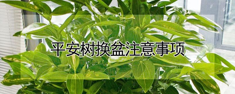 平安树换盆注意事项