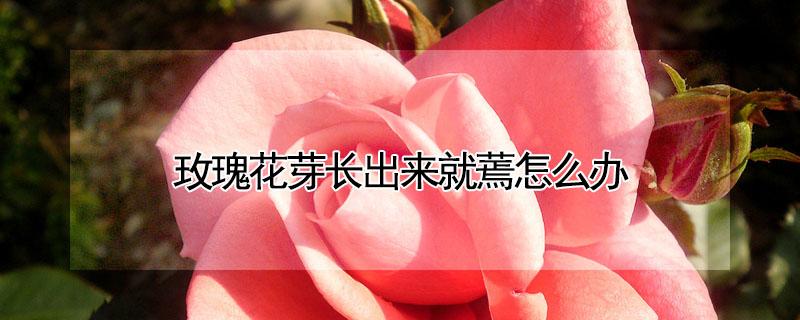 玫瑰花芽长出来就蔫怎么办