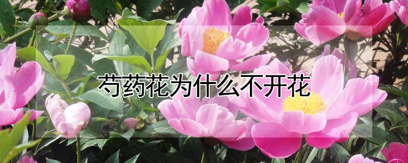 芍药花为什么不开花