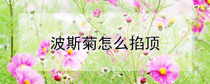 波斯菊怎么掐顶