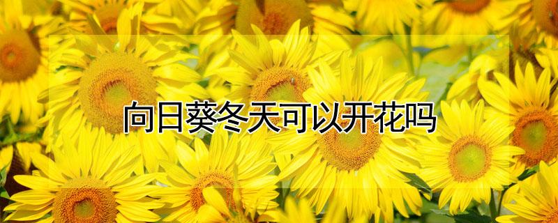 向日葵冬天可以开花吗