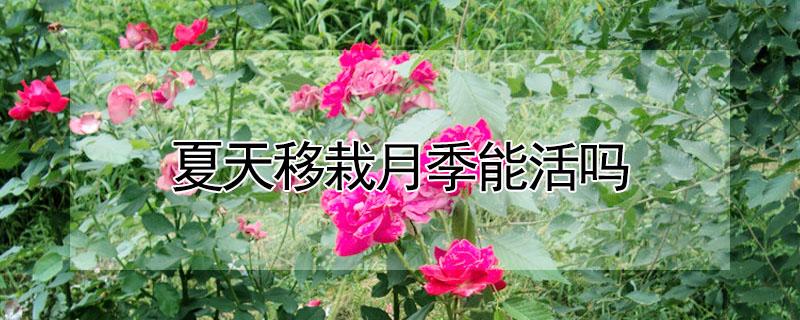 夏天移栽月季能活吗