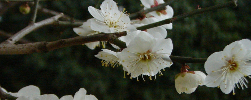 嫁接梅花用什么树