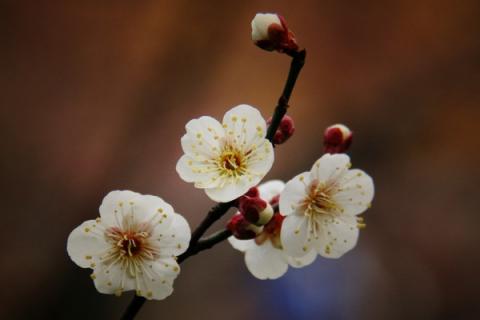 嫁接梅花用什么树