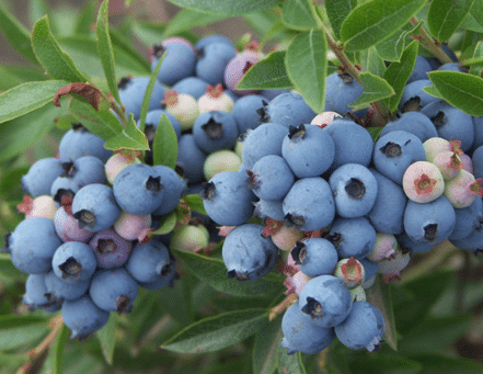 蓝莓苗的培育方法，蓝莓怎么繁殖好