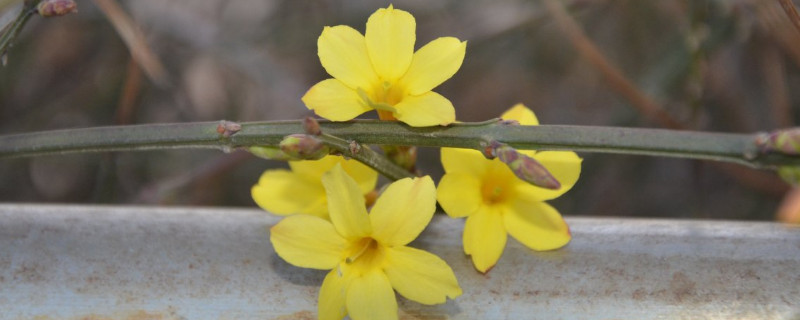 迎春花可以水培吗