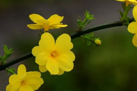 迎春花秋冬季节的养护