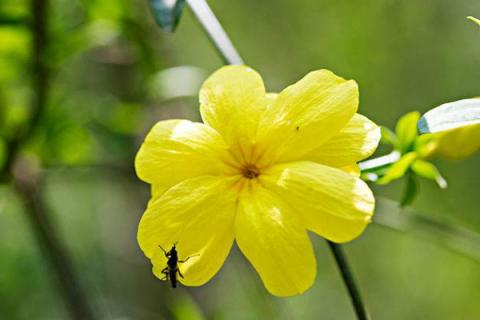 迎春花根怎么压条