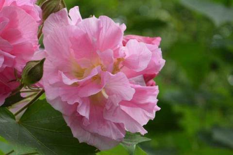 芙蓉花和扶桑花的区别