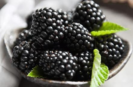 黑莓种植需要什么环境，黑莓生长需要什么条件