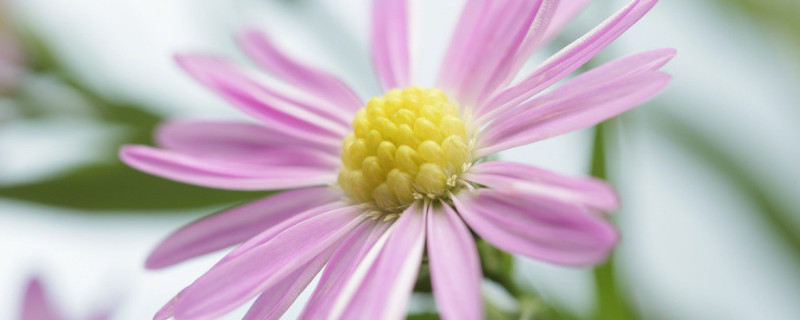 菊花浇水过多怎么办