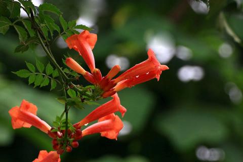 凌霄花冬季需要剪枝吗