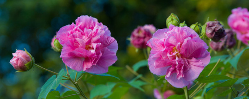 芙蓉花休眠怎么办