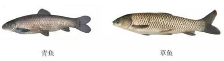 青鱼和草鱼的区别