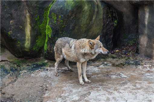 狼是保护动物吗？在野外遇到狼怎么办？