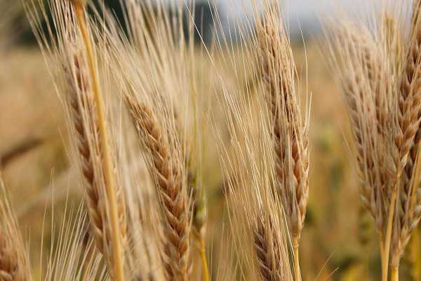 大麦出来的是什么粮食 与小麦有什么区别