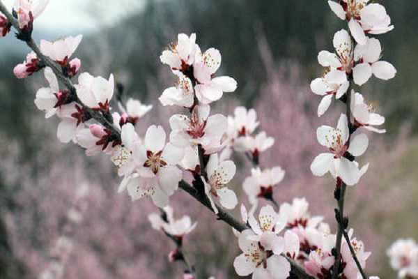 山桃和碧桃的区别是什么，如何辨别这两种植物