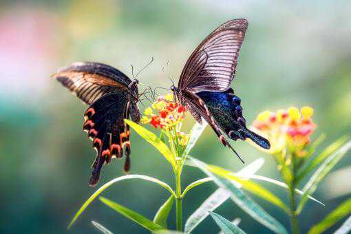 蝴蝶的特点和生活特征是什么？
