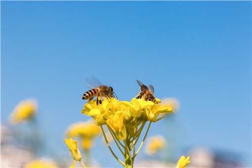 怎么样才能养好蜜蜂