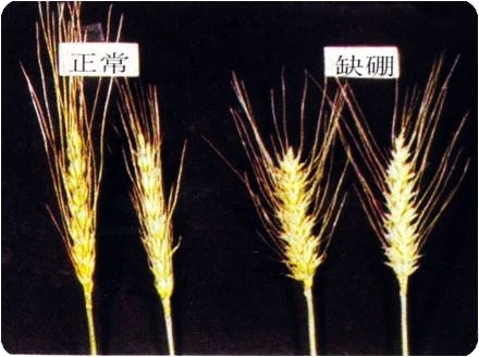 小麦缺硼防治方法