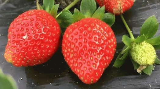 草莓品种大全