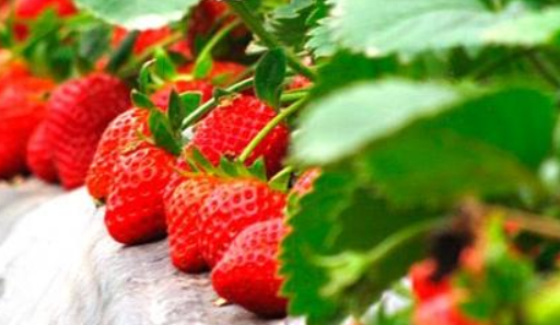 草莓的种植过程