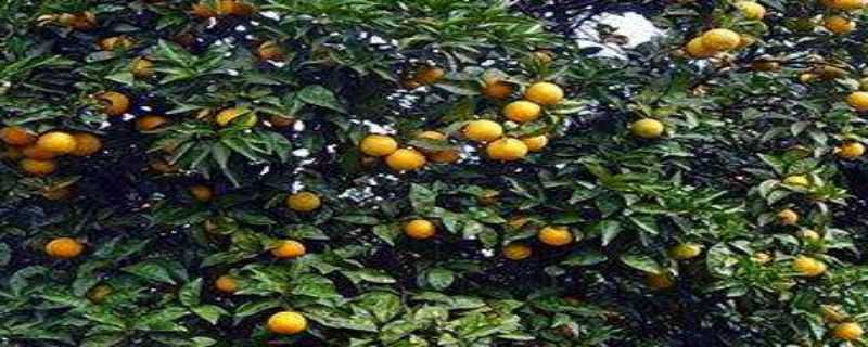 橙子树几年结果