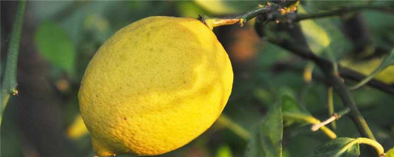 柠檬树种植几年开花结果？