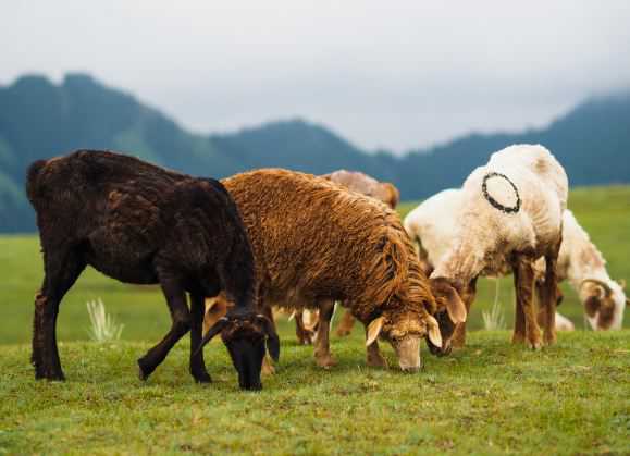 羊的尾巴有什么作用？2020年养羊能不能赚钱？