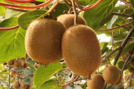 猕猴桃品种分类有哪些？一般什么时候成熟？