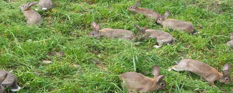 哪里有养殖野兔的